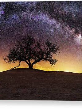 Tree of Wisdom - Canvas Print for wholesale by HomeGroen Photography