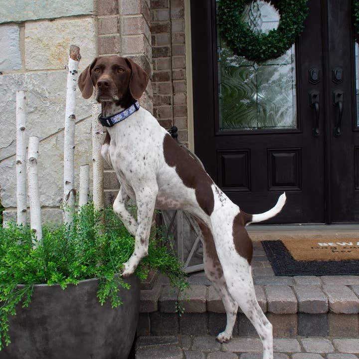 Up Country, Inc. - Wholesale Pet Collar - Dog - Daisy Dog Collar1