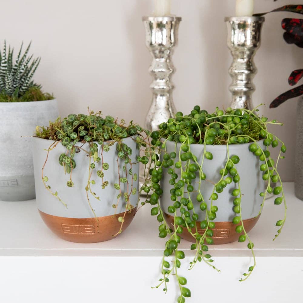 The Little Botanical - Wholesale Live Plant - String of Pearls in grey/copper pot4