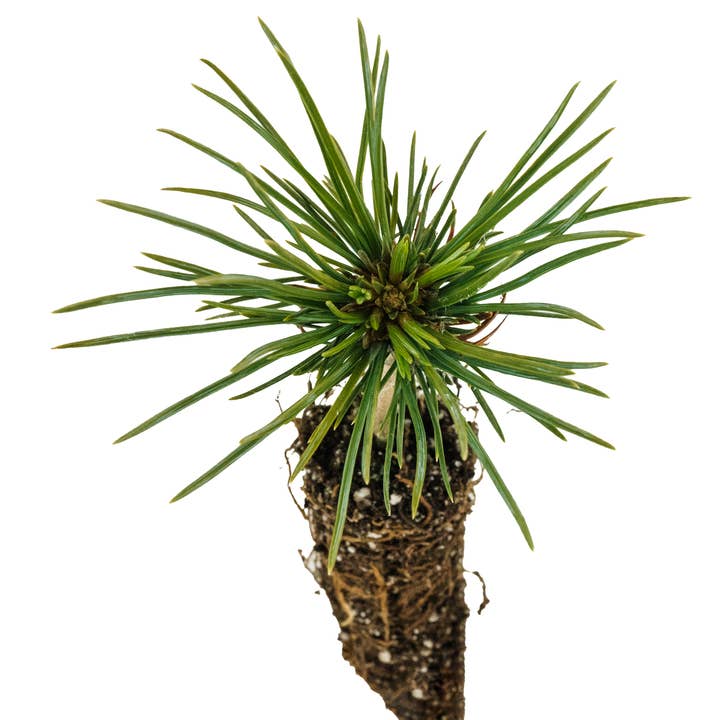 The Jonsteen Company - Wholesale Live Plant - Bonsai Starter | Packaged Live Tree2