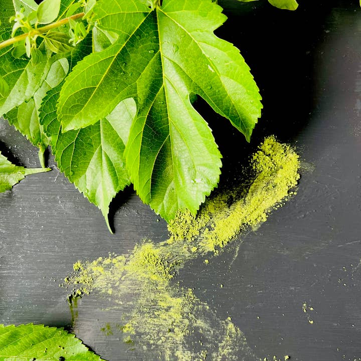 BotaPia - Wholesale Health/Detox Tea - CaffeineFree, 100% Organic Mulberry Matcha6