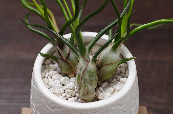 The Artizan Way - Wholesale Live Plant - Tillandsia Bulbosa - Guatemala | Live Air Plant7