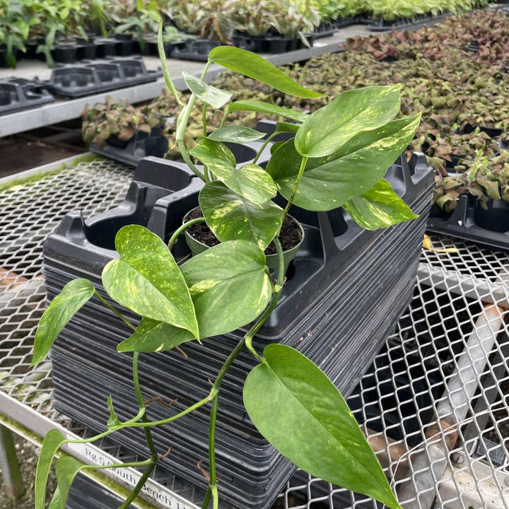 Thorsen's Greenhouse - Wholesale Live Plant - Epipremnum Pinnatum Neon - 4" Live Plant12