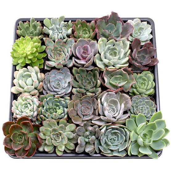 Mountain Crest Gardens - Wholesale Succulent - Echeveria 20-Pack (20 Varieties, 2" Pots)2