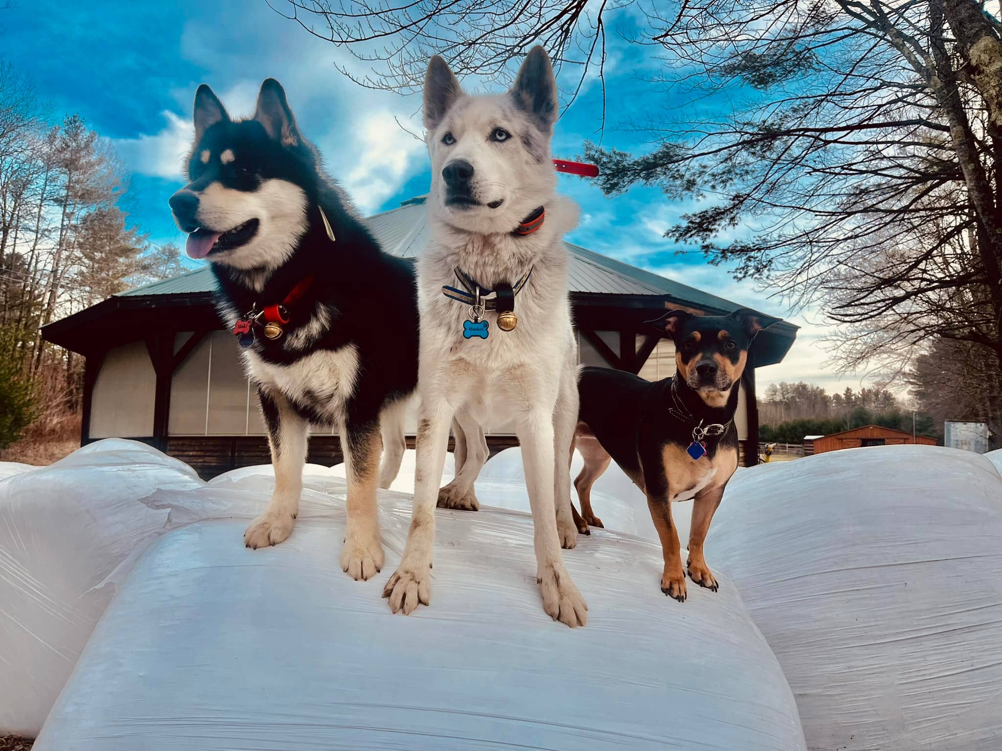 New England Bells - Wholesale Pet Collar - Dog - Dog Collar Bell Set, 30 #2 sized Bells with a Display Box6