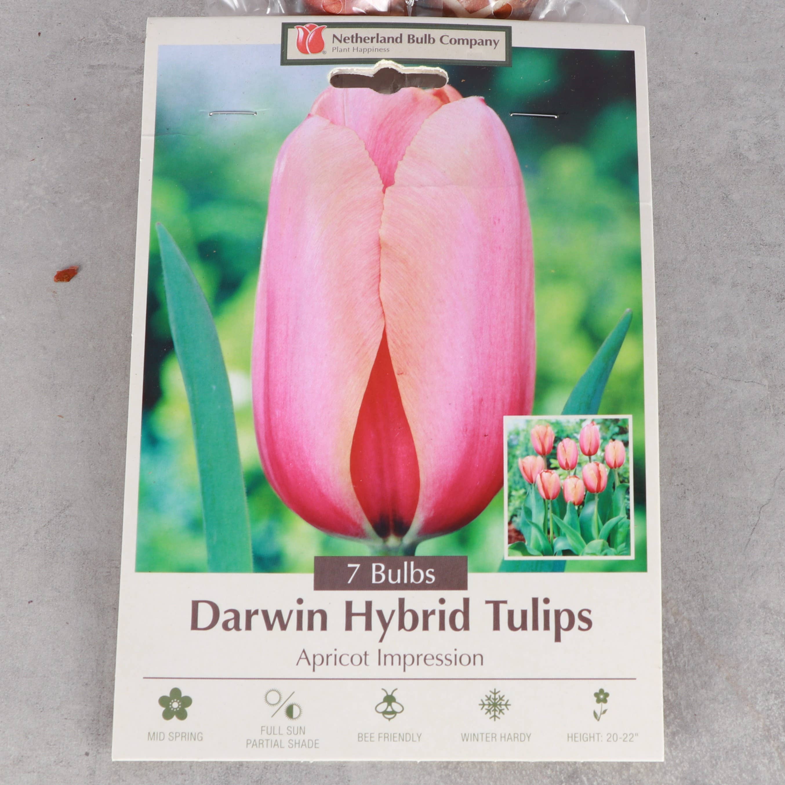 Thorsen's Greenhouse - Vente Plante - Bulbes de tulipes - Plusieurs variétés - Plantes vivaces0