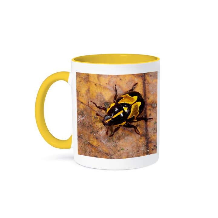 3dRose - Wholesale Coffee Mug - 3dRose, Ornate Beetle, Coleoptera, Yasuni, Amazon Rainforest, Ecuador., Mug
