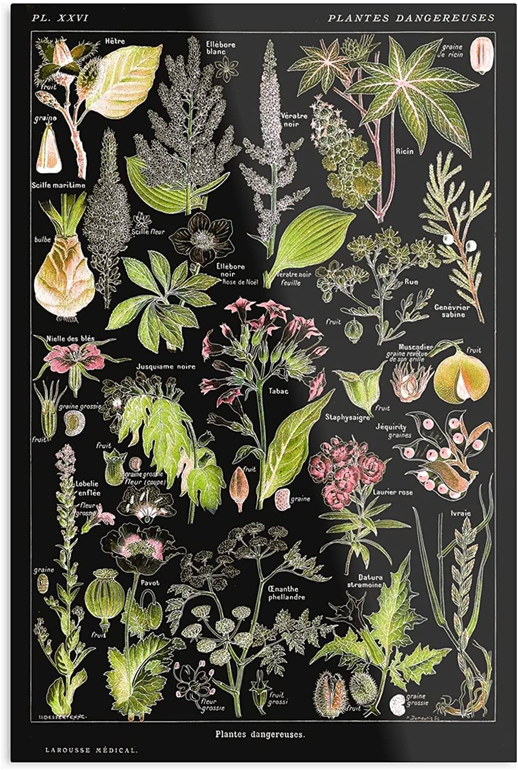 Rock Paper Scissors Wall Art – Großhandel Kunstdruck – Gefährliche Pflanzen A (Plantes Dangereuses A) von Adolphe Millot2