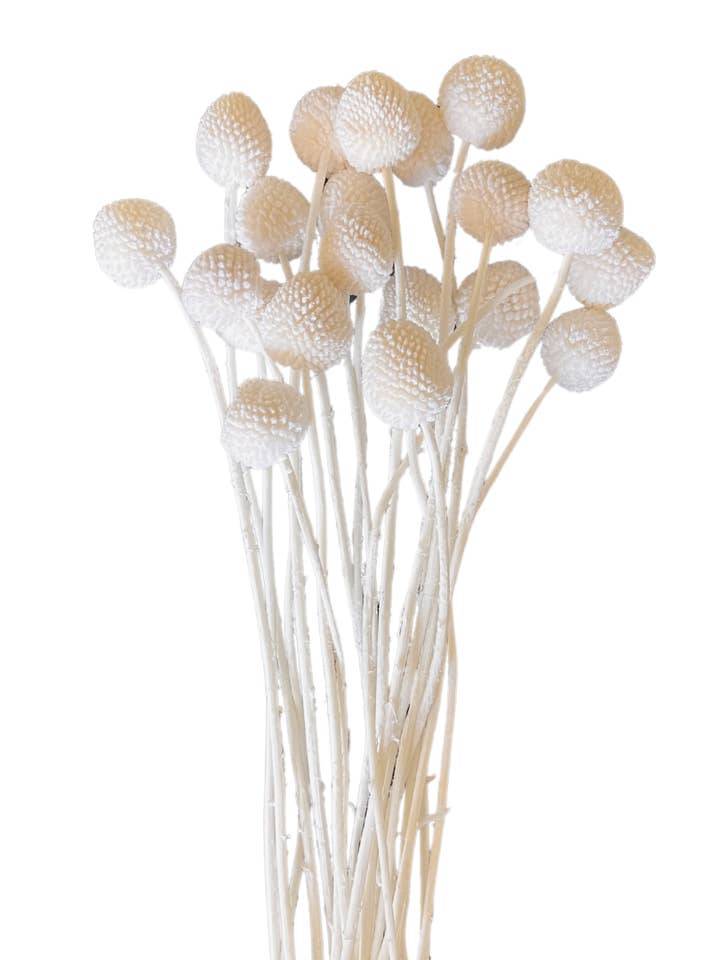 Craspedia pour la vente par Botanico Ltd.