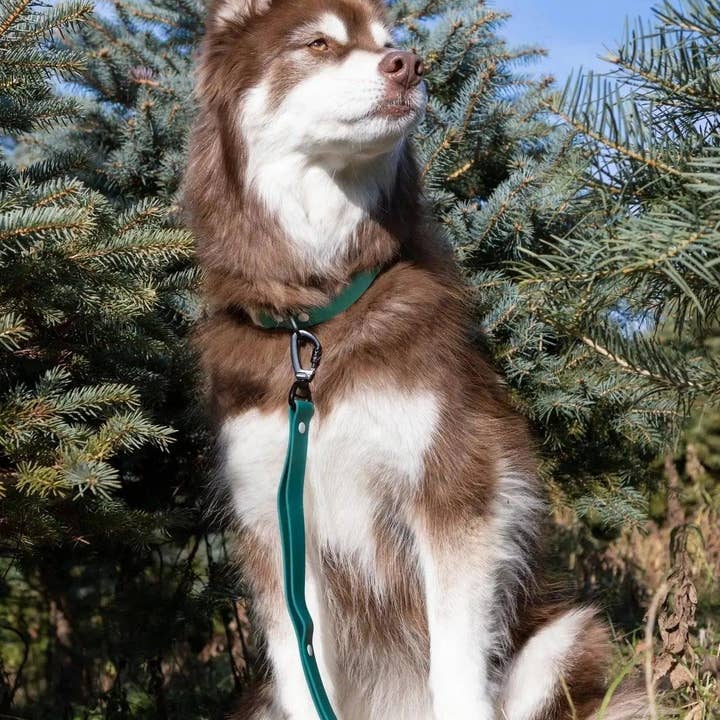 Gran/ Grå Sibirisk gran vandtæt hundehalsbånd for engroshandel på Faire2