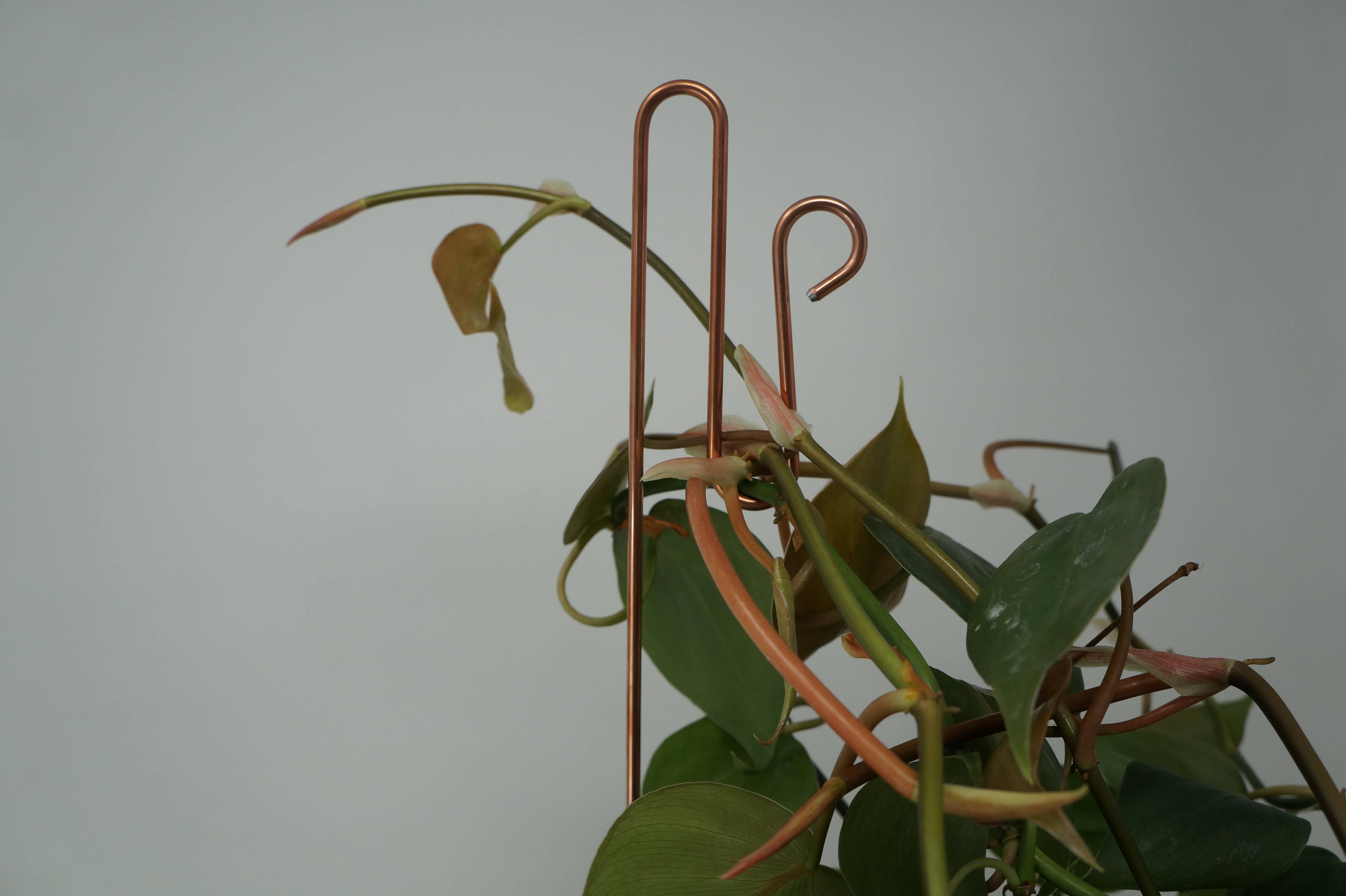 The Brass Butterfly - Wholesale Garden/Lawn Stake - Unique Plant Support Stakes (set of 4)5