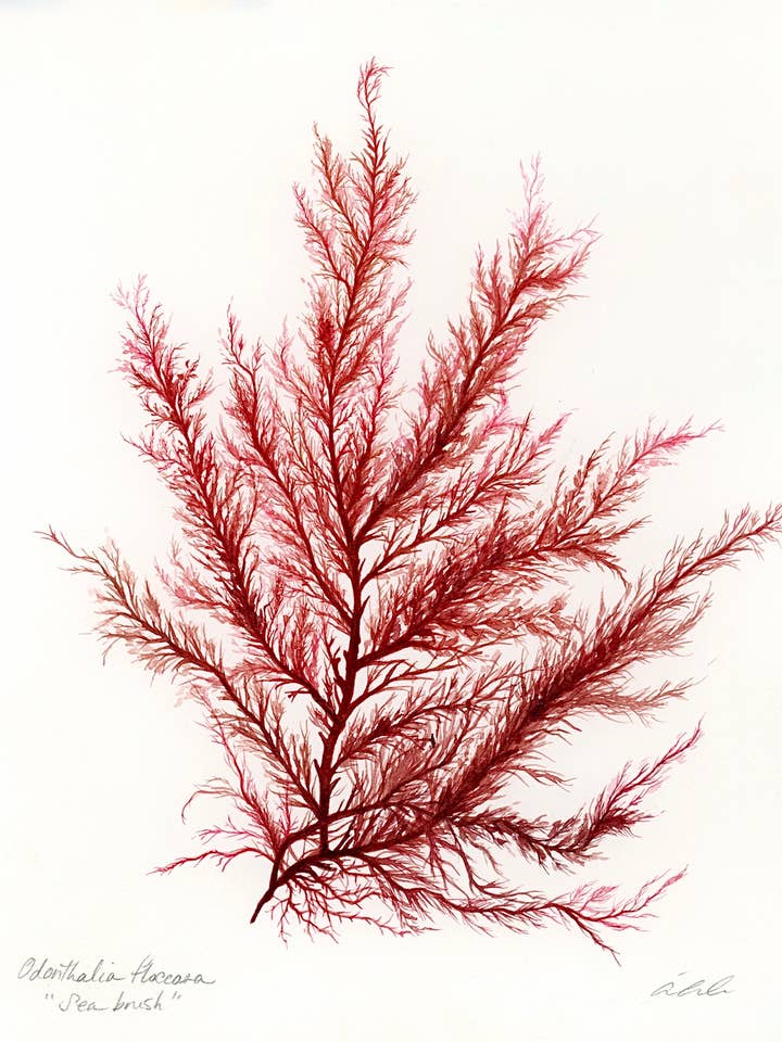 Seabrush pour la vente par Artwork by Aine