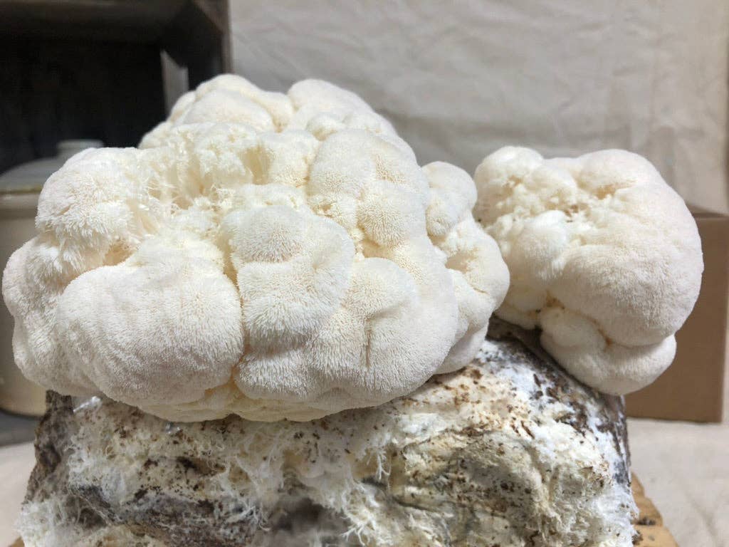 Mycoterra Farm - Wholesale DIY Food Kit - Organic Lion's Mane Mushroom Grow Kit4