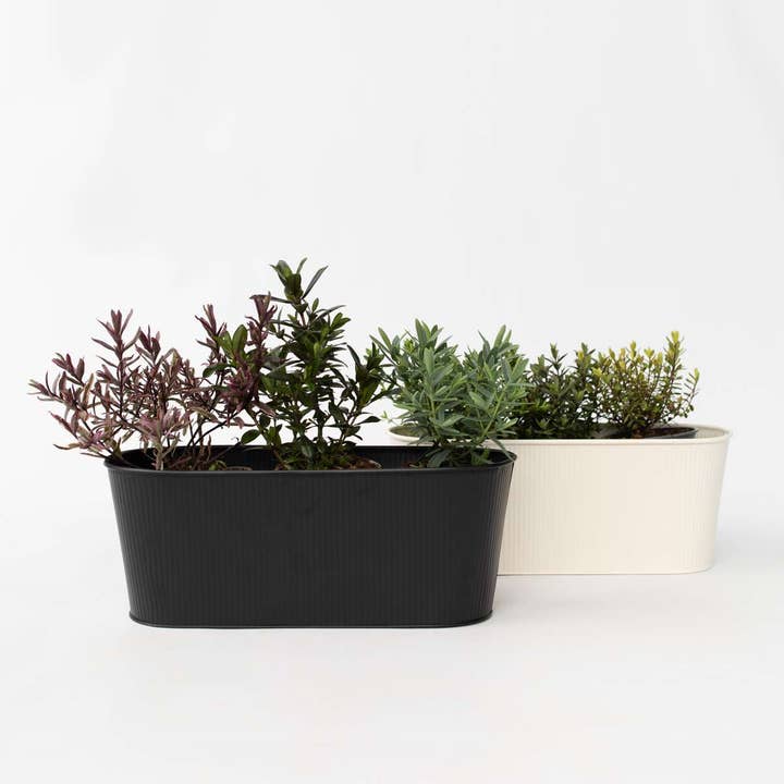 Oasis of Life - Wholesale Live plant - Shrubby Veronica – 12 Plants – Hebe Pinguifolia – Hardy Garden Shrubs in Various Colors – Height 15–20cm – Ø11cm – Evergreen & Bee-Friendly1