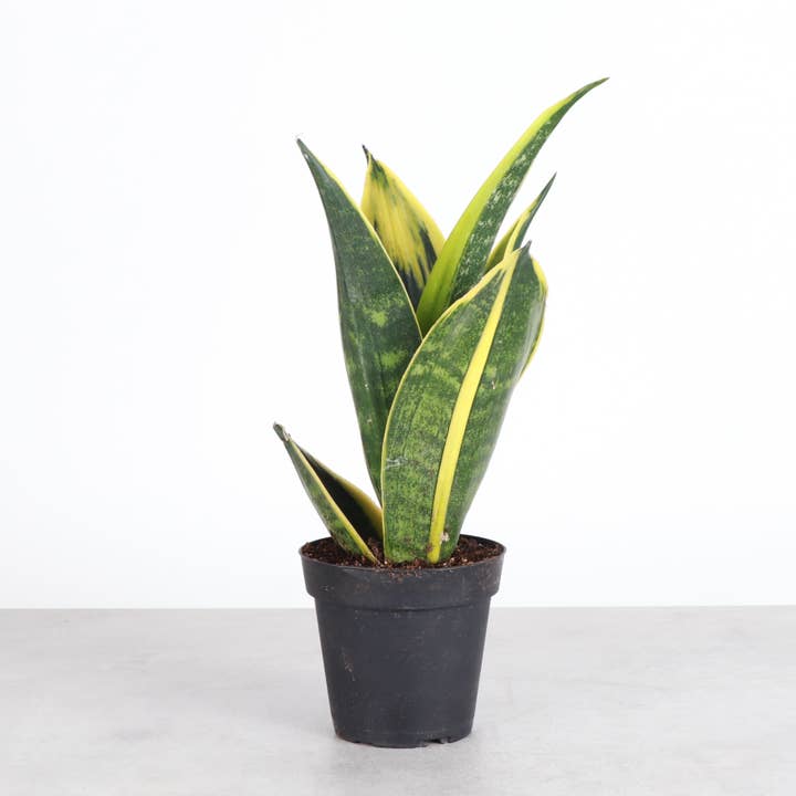 Thorsen's Greenhouse - Wholesale Live Plant - Snake 'Golden Flame' - 4" Live Plant