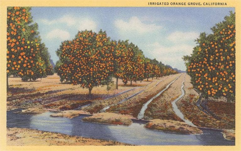 Found Image Press - Wholesale Postcard - Postcard CA-1524 Irrigated Orange Grove0