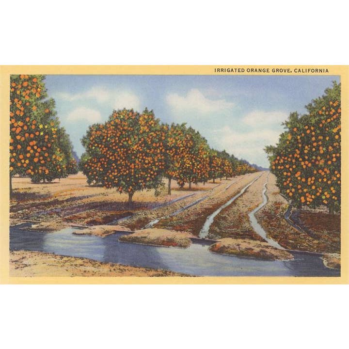 Found Image Press - Wholesale Postcard - Postcard CA-1524 Irrigated Orange Grove