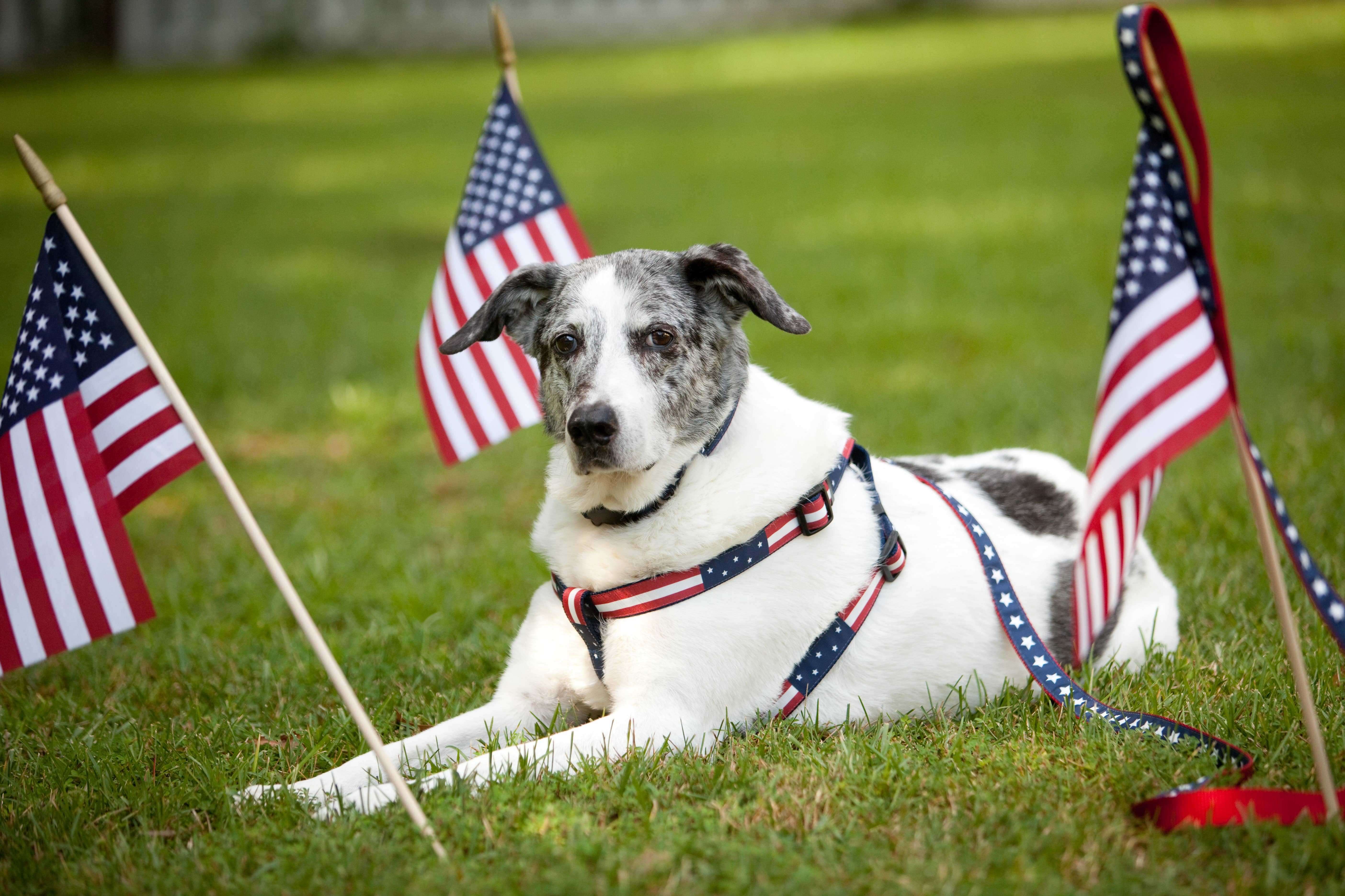 Paw Paws USA - Wholesale Pet Collar - Dog - Americana Park Dog Collar-Stars2