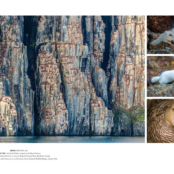 Insight Editions - Wholesale Book - Adult - Wild Lives (Coffee Table Gift Book / Art Wolfe photography)
