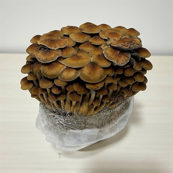 Midwest Grow Kits - Wholesale Planting/potting soil - XL All-in-One Mushroom Grow Bag (6 lbs) for Manure Loving Mushrooms3