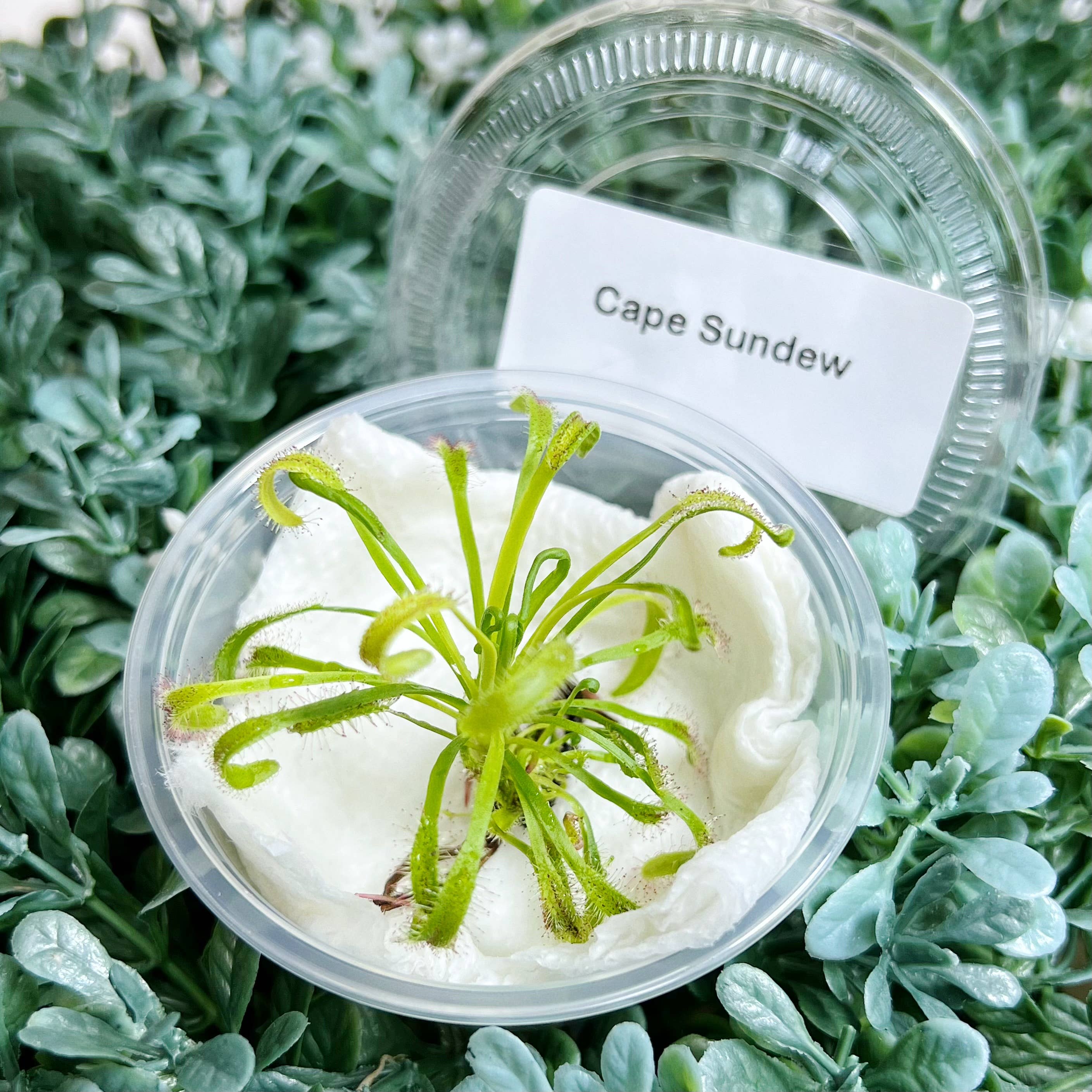 bloomify - Wholesale Live Plant - Cape Sundew(Drosera) –Gnat-Eating Carnivorous (Plant Only)3