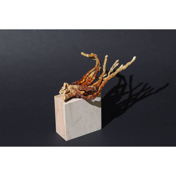 Cascadia Mushrooms - Wholesale Health/Detox Tea - Organic Dried Red Reishi Mushroom
