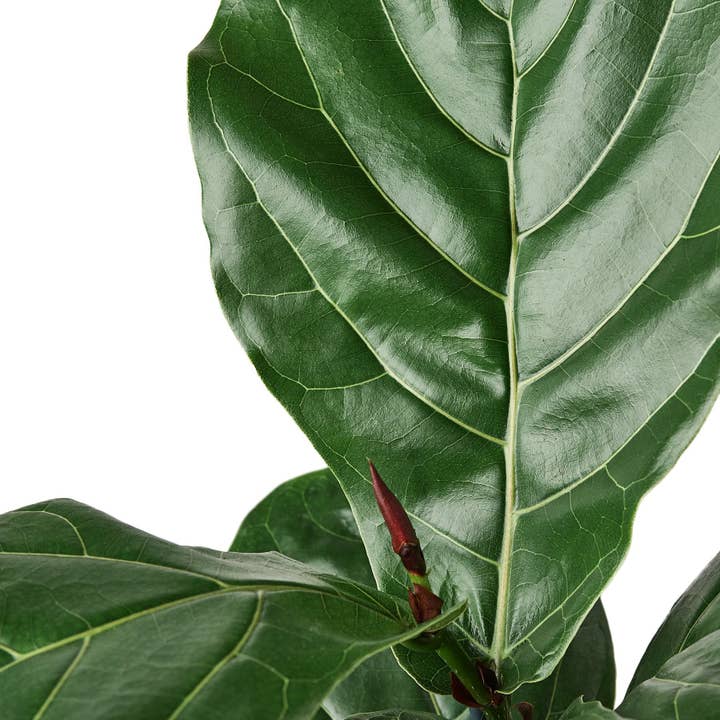 Ficus Lyrata 'Figue à feuilles de violon' pour la vente par Rooted Treasures Farms