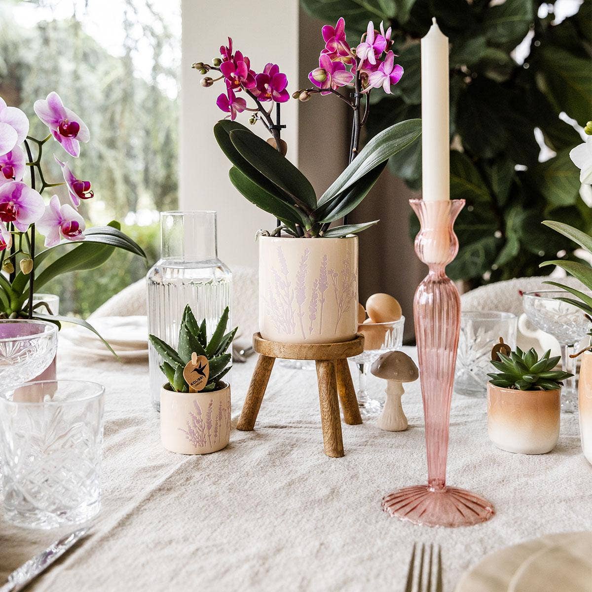 Oasis of Life - Vendita all'ingrosso Vasi per piante - Vaso di fiori Lavanda – Ø6 cm – Vaso decorativo per mini piante, succulente ed erbe aromatiche – Leggero e robusto – Vaso elegante in delicato viola per soggiorno, cucina e ufficio1