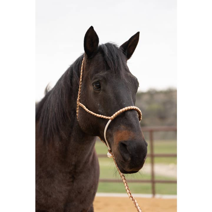 Brown and Tan Lariat Noseband Mule Tape Halter for wholesale by Rodeo Drive