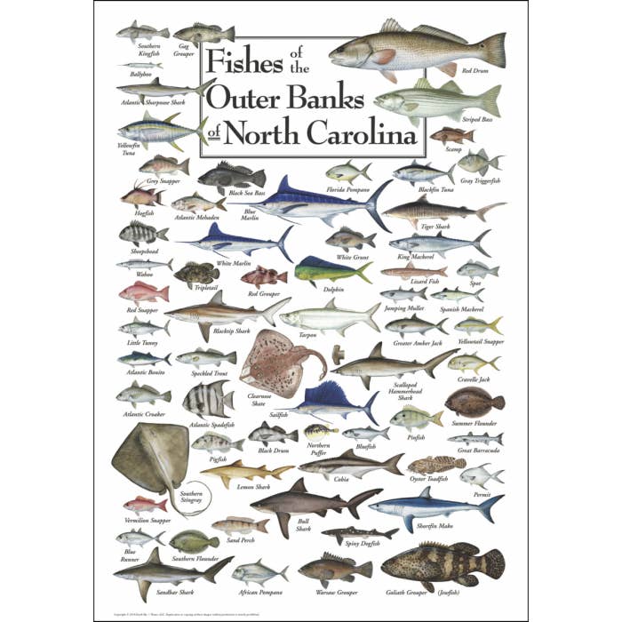 Fishes of Outer Banks Poster for wholesale by Earth Sky + Water