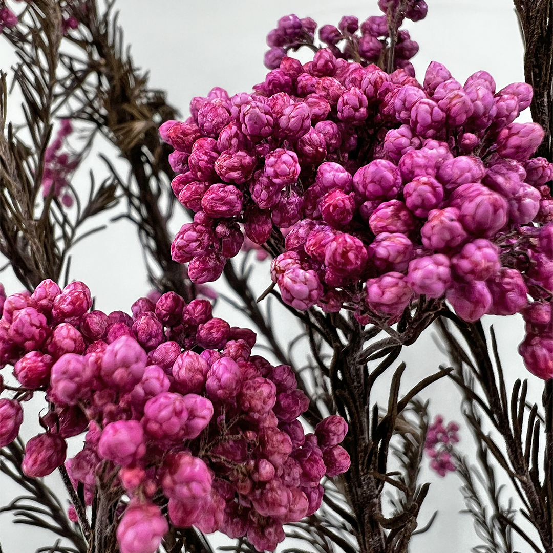 2626 Designs – Engroshandel Tørrede/pressede blomster – Konserveret hirse og risblomst - Immortelle og Ozothamnus blomster18