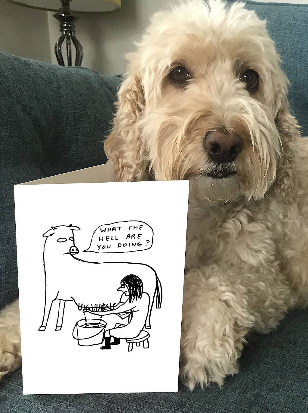 David Shrigley x Brainbox Candy – wholesale Everyday greeting card – Funny Greetings Card By David Shrigley - What The Hell5