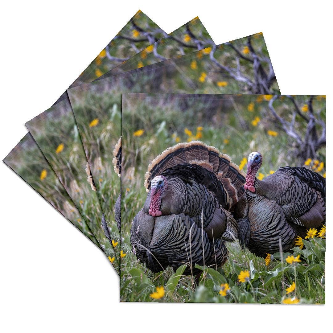 3dRose - Wholesale Coasters - 3dRose, Tom turkeys in breeding plumage in Great Basin NP, Nevada, USA, Coaster0