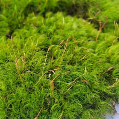 Florasource - Wholesale Fresh Cut Flowers - FRESH Mood Moss2