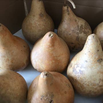 8 bastelfertige, gereinigte SPEZIAL-Kürbisse Martin House 9 Zoll für den Großhandel von YellowSeventeen