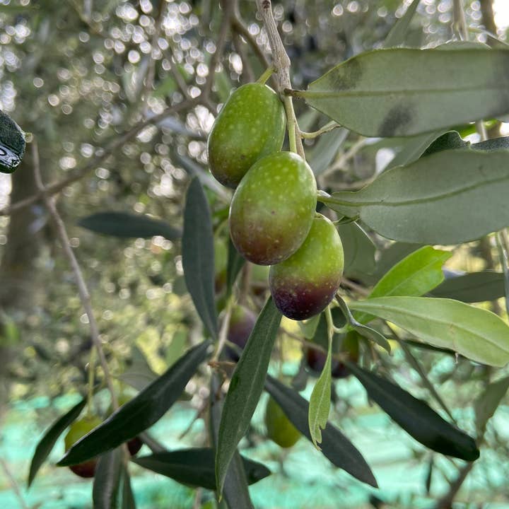 Azienda Agricola Picinni Leopardi - Wholesale Olive Oil - Extra virgin olive oil in a 500 ml bottle