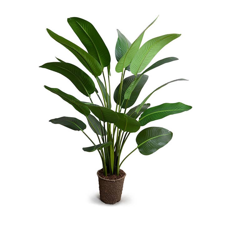 Traveller's Palm Tree 5' for wholesale by New Growth Designs