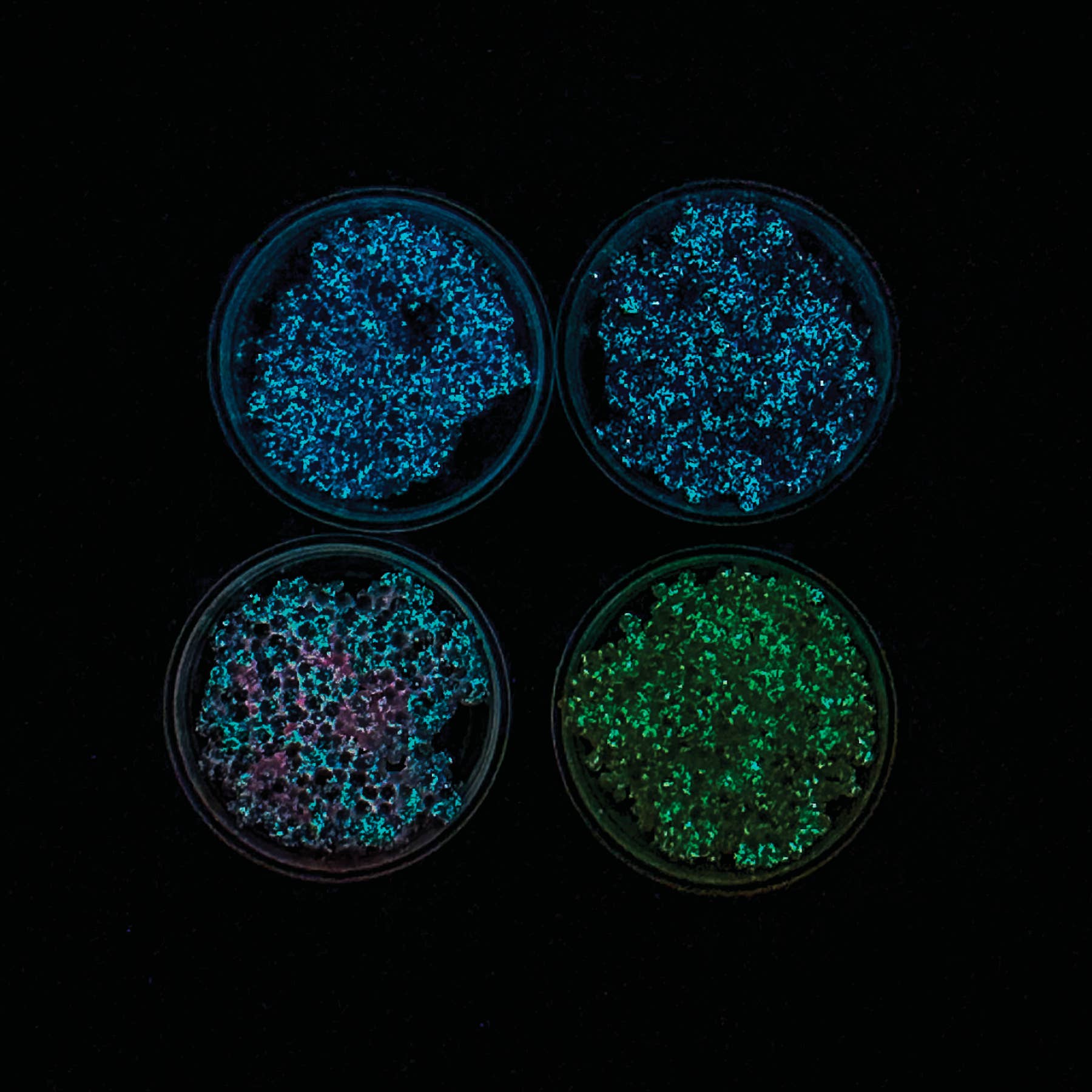 Geddes - Wholesale Putty/Slime - Kids - GLOW IN THE DARK GLOPS N DOTS MODELING FOAM  24/DSP2