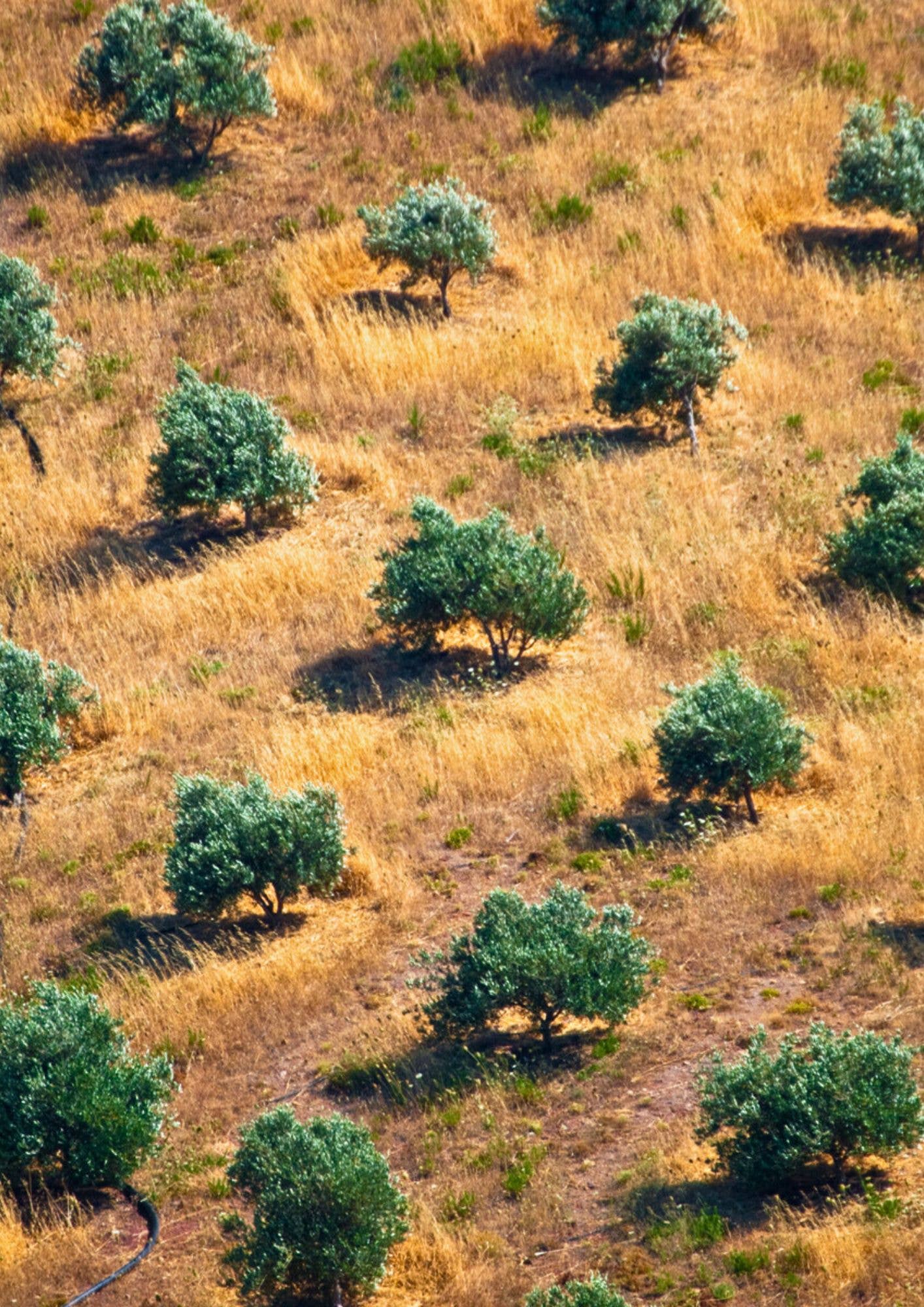 Helene Delices Grecs - Wholesale Olives - BULK Organic Balsamic Kalamata Olives 5kg4