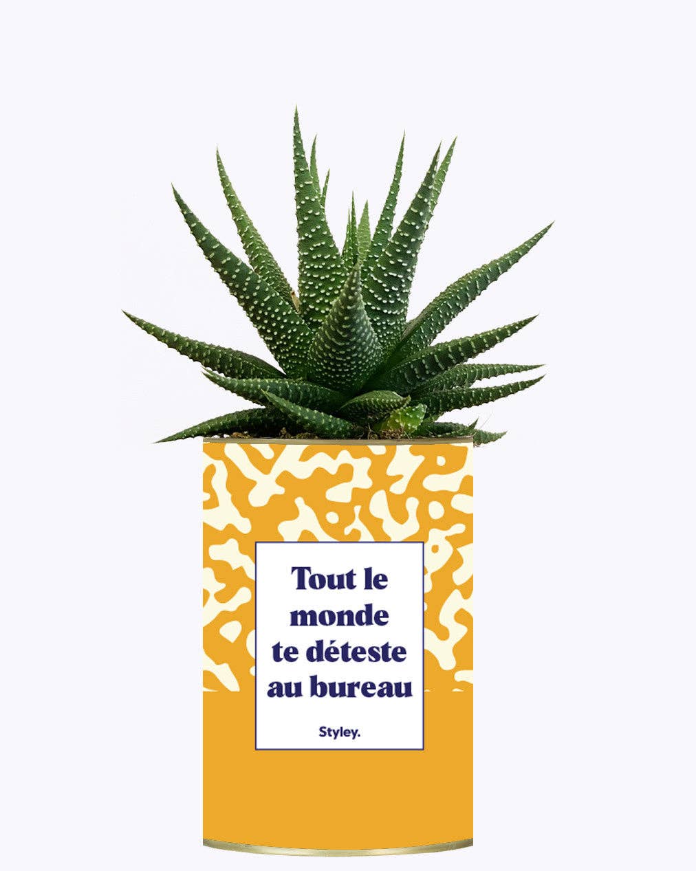 Styley - Wholesale Live Plant - Tout Le Monde Te Déteste Au Bureau - Cactus3
