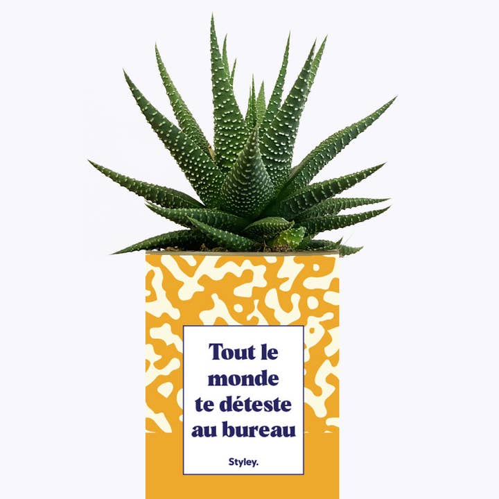 Styley - Venta al por mayor Plantas naturales - Todo El Mundo Te Odia En La Oficina - Cactus3