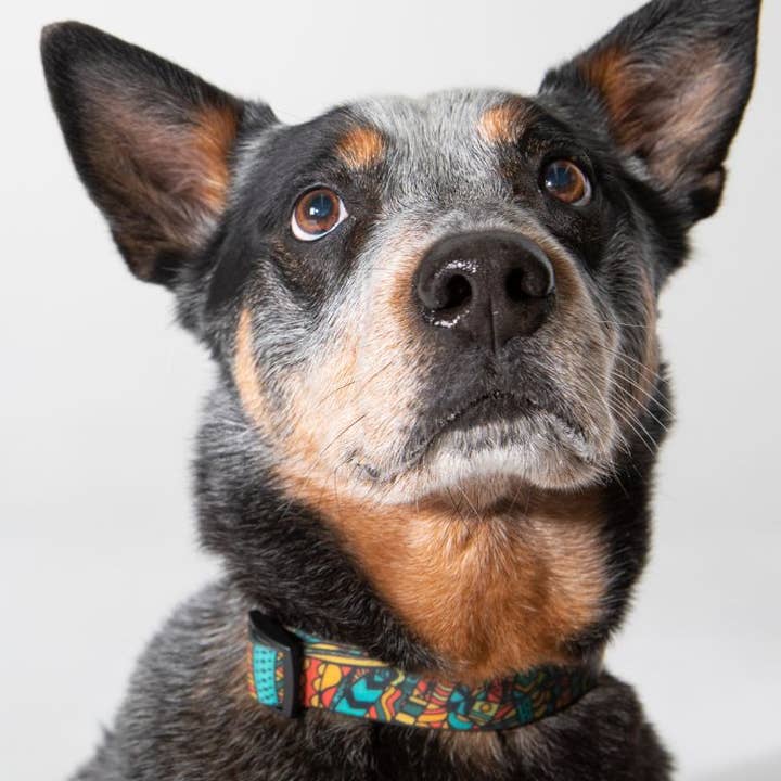 Wet Dog and Co - Wholesale Pet collar – Dog - Waterproof Dog Collar - Forrest3