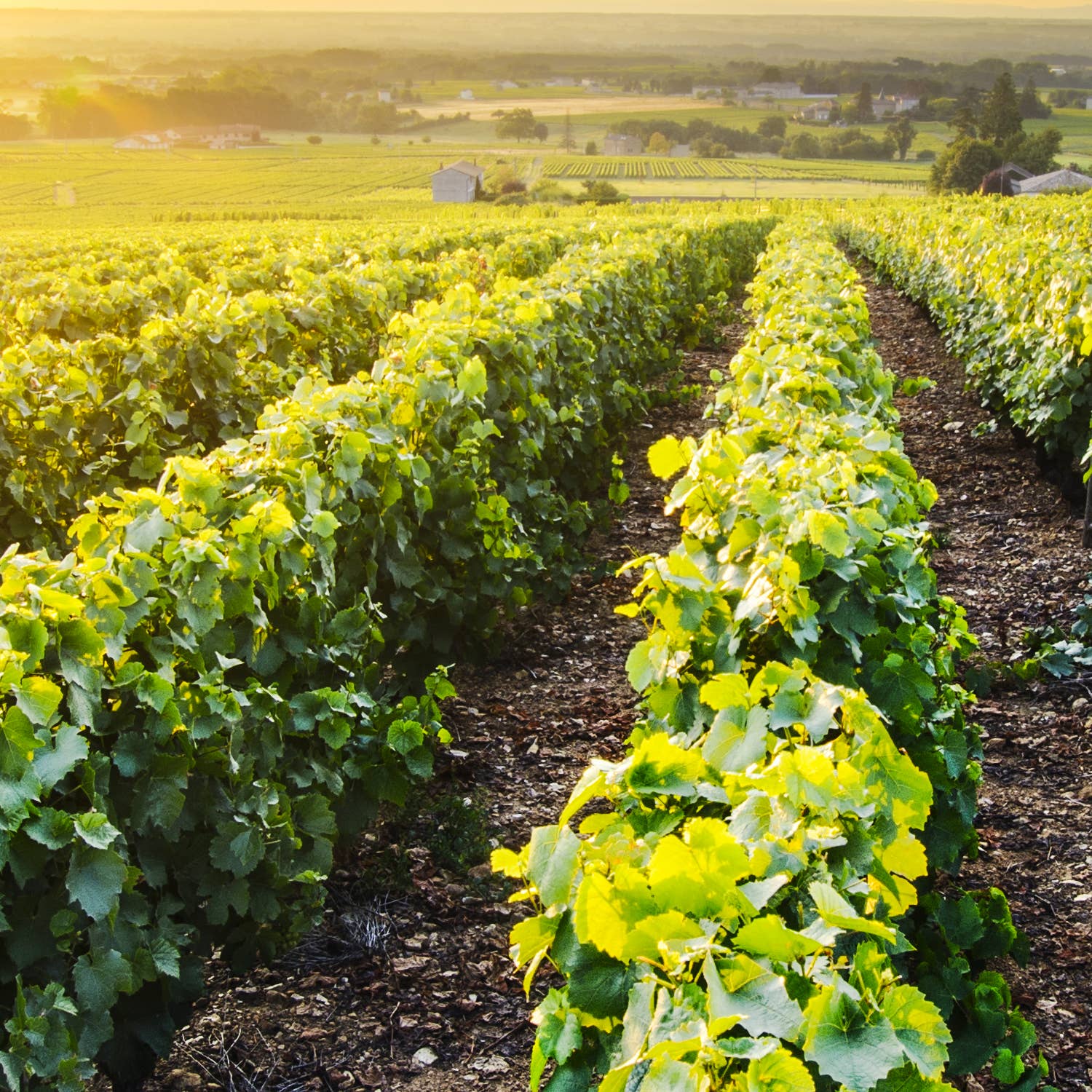 L'atelier du Cirier - Wholesale Jar/Filled Candle - Set of 6 candles: 3 Provence flowers and 3 vine flowers2