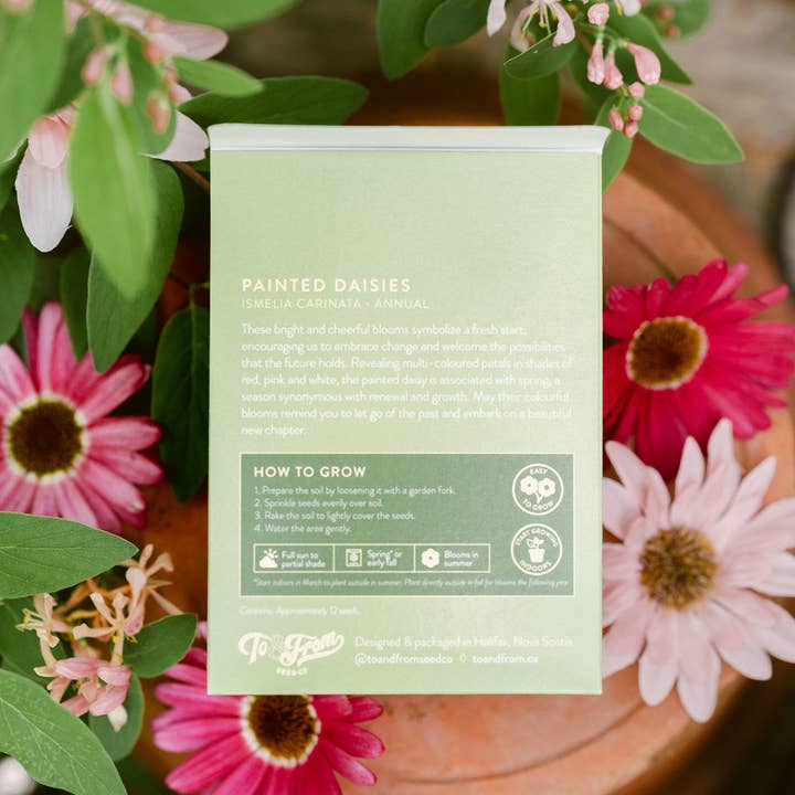To & From Gift Co. - Wholesale Plant Seeds - Painted Daisies (New Beginnings) - Floriography Seed Packet