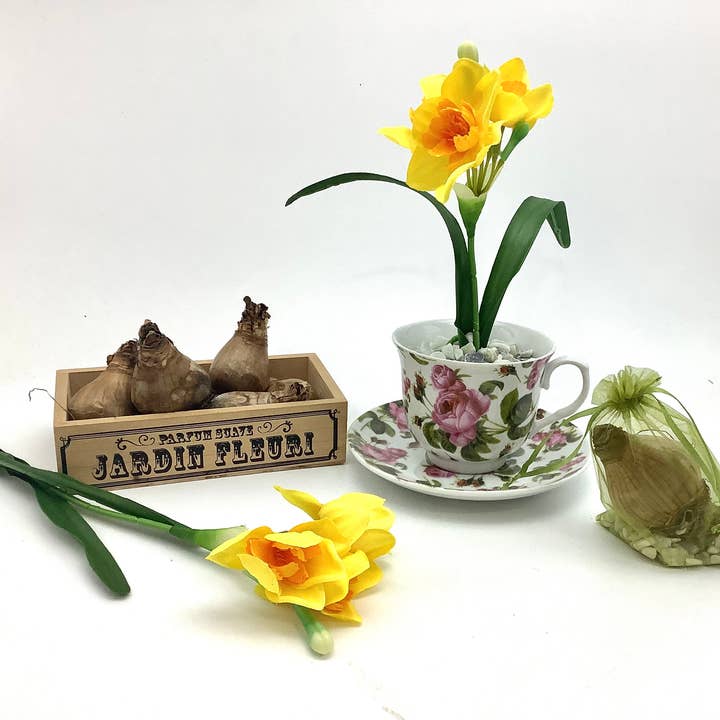 Bulbo de narciso holandés en una taza de té, obsequios para la fiesta del té en el jardín para venta al por mayor de All Little Cute Things