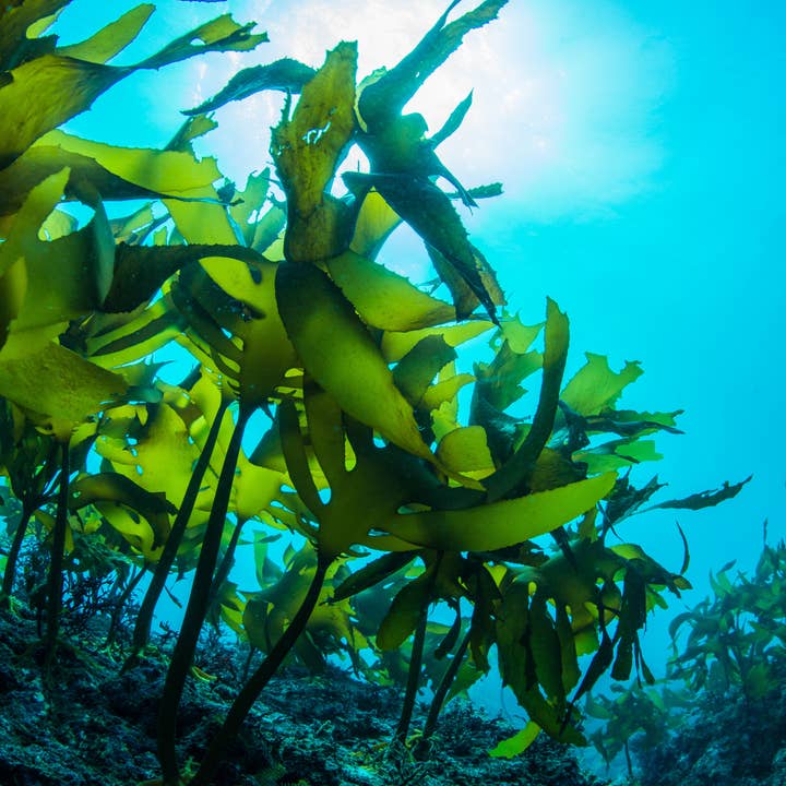 utoppa GmbH - Wholesale Dried/Dehydrated Vegetables - Bibigo Roasted Seaweed Sesame 4g2