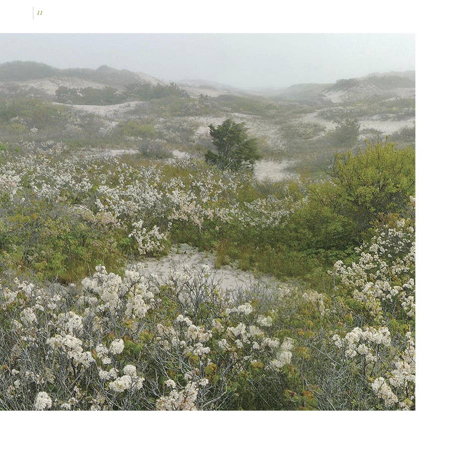 Schiffer Publishing - Wholesale Nature & outdoors book - Cape Cod along the Shore: A Keepsake7