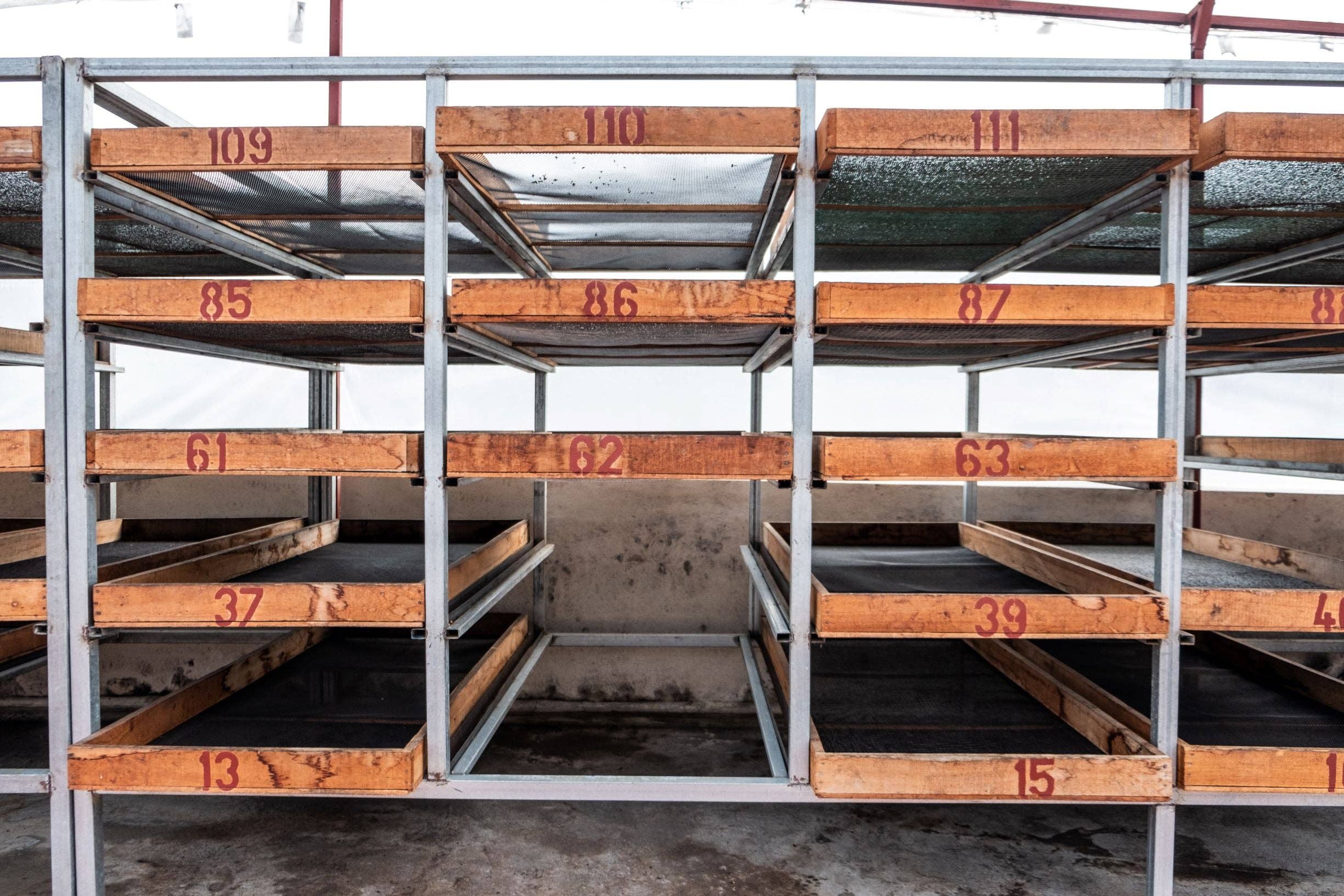 Paso Paso - Farmer Owned Coffee - Wholesale Coffee Beans - Costa Rica - Diego Robelo - Grand Peaberry Washed9