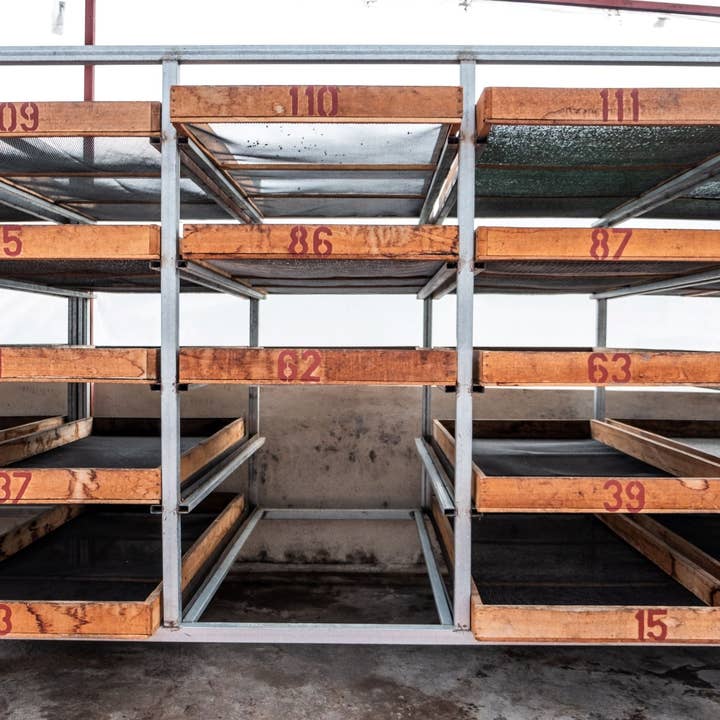 Paso Paso - Farmer Owned Coffee - Wholesale Coffee Beans - Costa Rica - Diego Robelo - Grand Peaberry Washed9