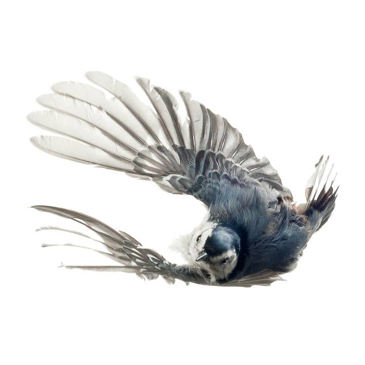 Wild Birds Flying LLC - Wholesale Art Print - White-breasted Nuthatch 010